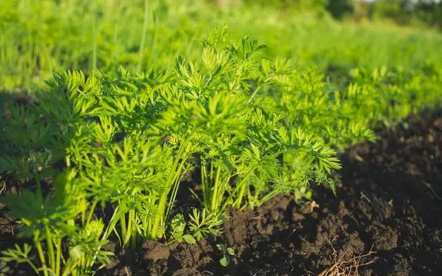 伏蘿卜不好種，得苗難是痛點，用上這三個技巧，可達成一播全苗